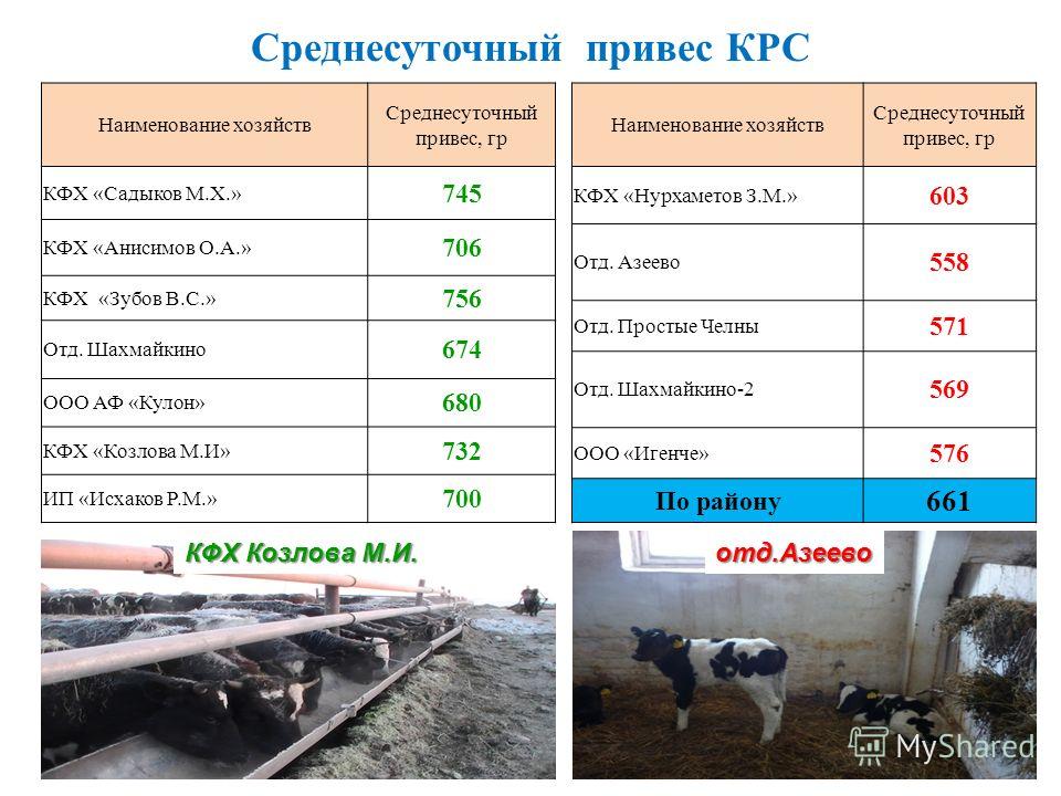 Бизнес план крс мясного направления