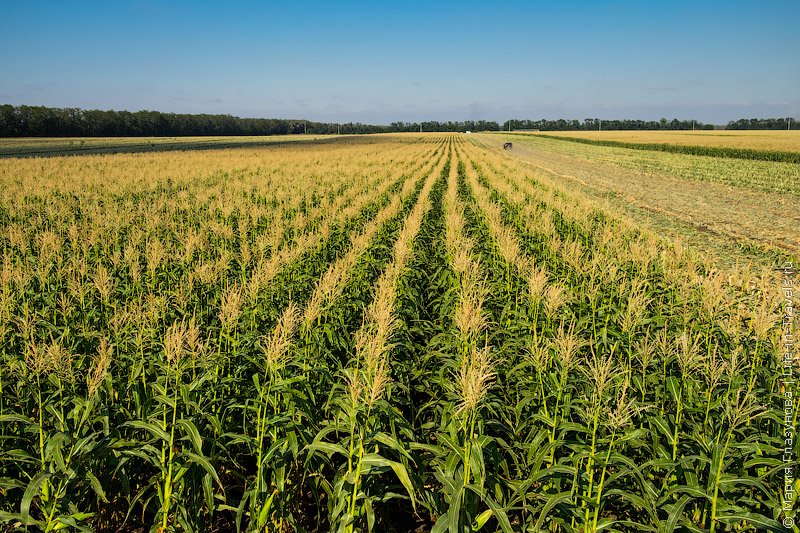 Топ-20 российских регионов по выращиванию кукурузы