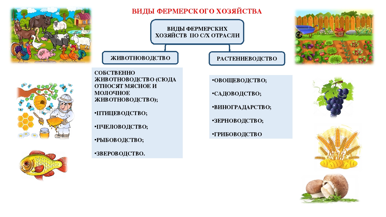 Виды хозяйства. Виды деятельности фермерского хозяйства. Типы фермерских хозяйств. Виды крестьянского фермерского хозяйства. Типы организаций: фермерское хозяйство.