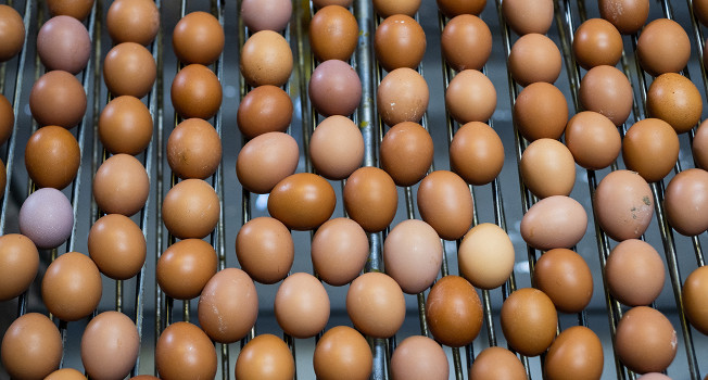 Как устроено производство яиц?