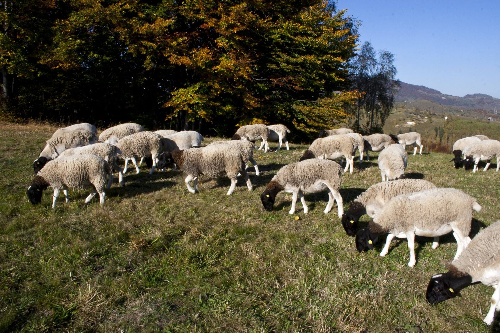 Овцы купить в ставропольском. Дорпер порода овец. Ягнята Дорпер. Куйбышевская порода Баранов. Восточно-Фризская порода овец.