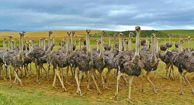 profitable ostrich farming business plan