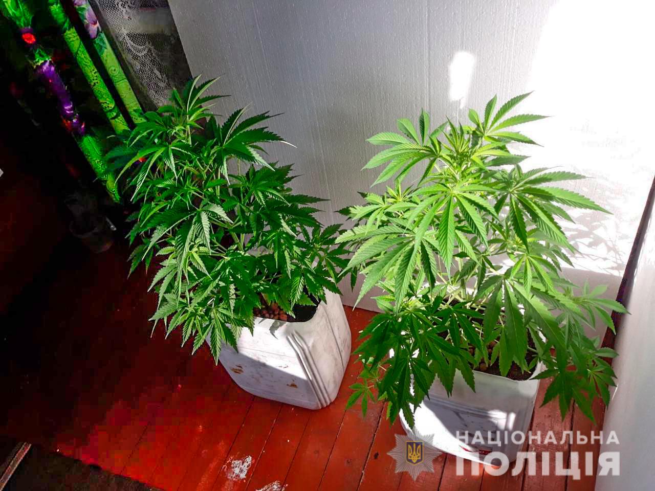 Джордж вашингтон выращивал марихуану в своем сад конопля выветривание