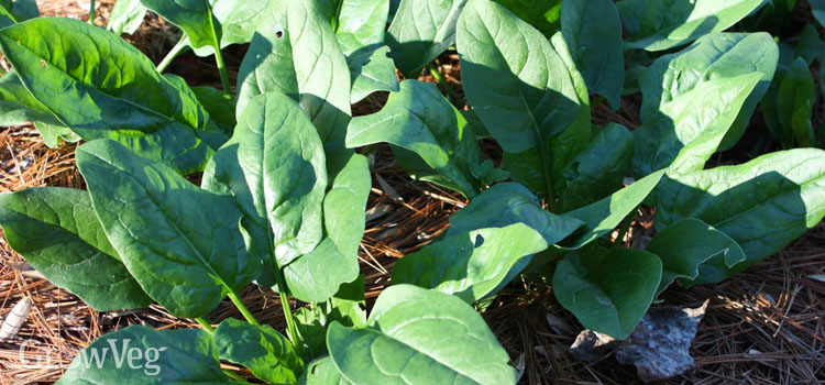 https://s3.eu-west-2.amazonaws.com/growinginteractive/blog/practical-tips-for-summer-sown-seedlings-spinach-2x.jpg