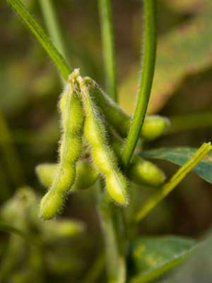Soybeans, also known as Edamame