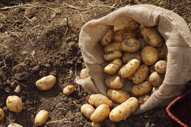 Выращивание картофеля, правильный уход за ним