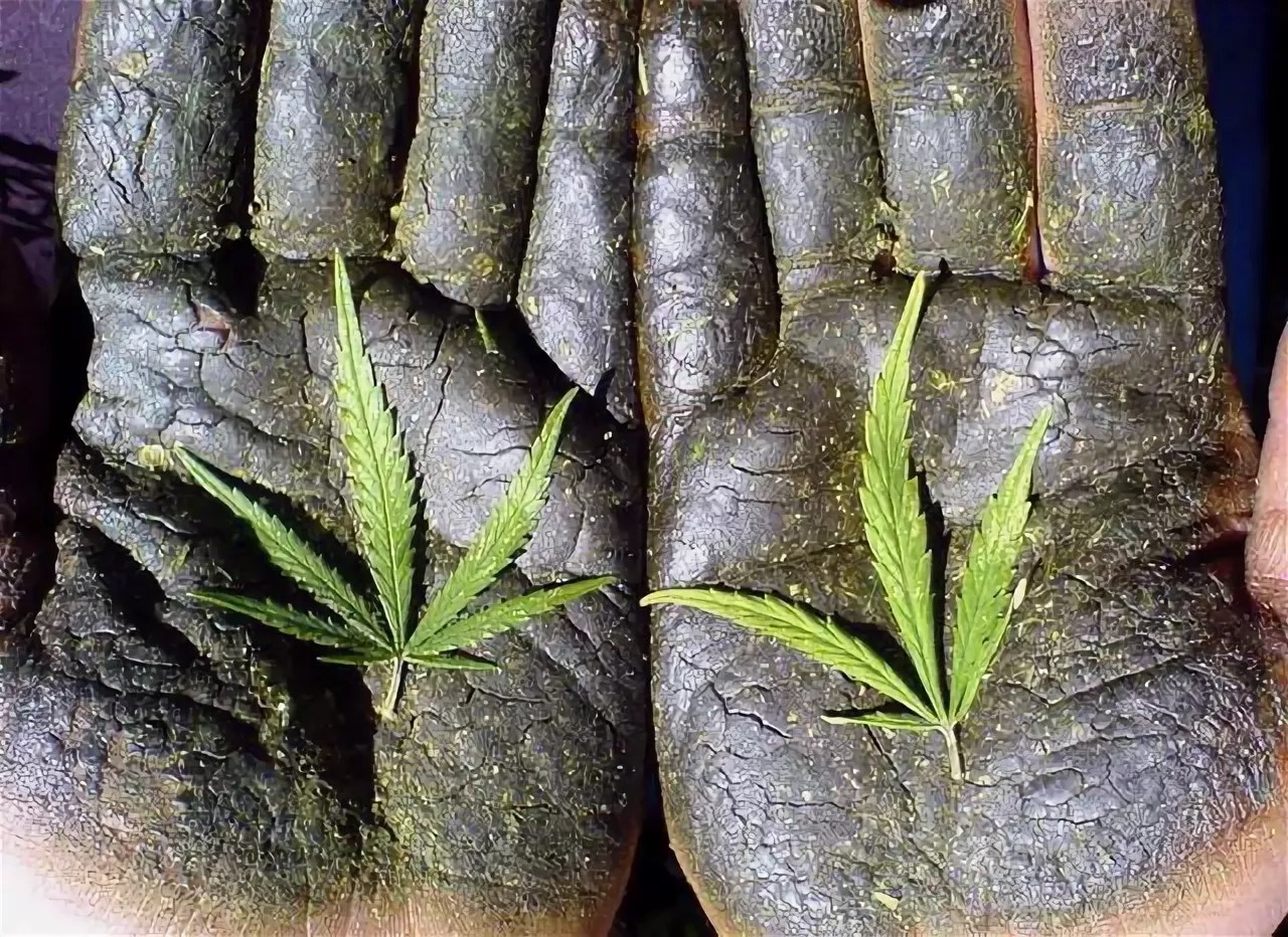 стебли марихуаны можно курить