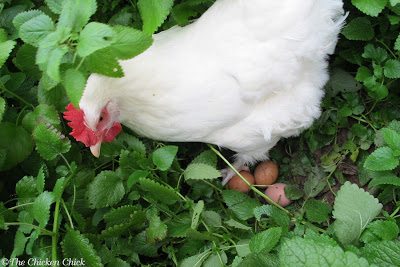 Free-range or pasture-raised hens may fall into the unwelcome habit of laying eggs outside the coop in secluded locations.