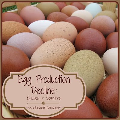  A drop in egg production can be one of the first signs of a problem in our flocks and just as we pay attention to our chickens’ droppings to monitor their health, so too should we pay attention to the hens