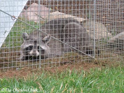 Various predators can be responsible for egg theft including: raccoons, rats, snakes, opossums and skunks. Coops should be secured with hardware cloth to ensure that nocturnal predators cannot gain access to the birds at night when they are most vulnerable.