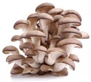 Profitable Oyster Mushrooms