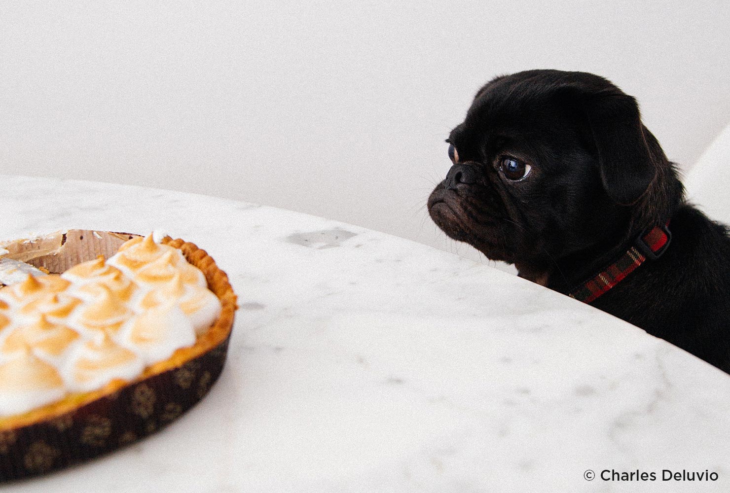 a dog looking at a pie
